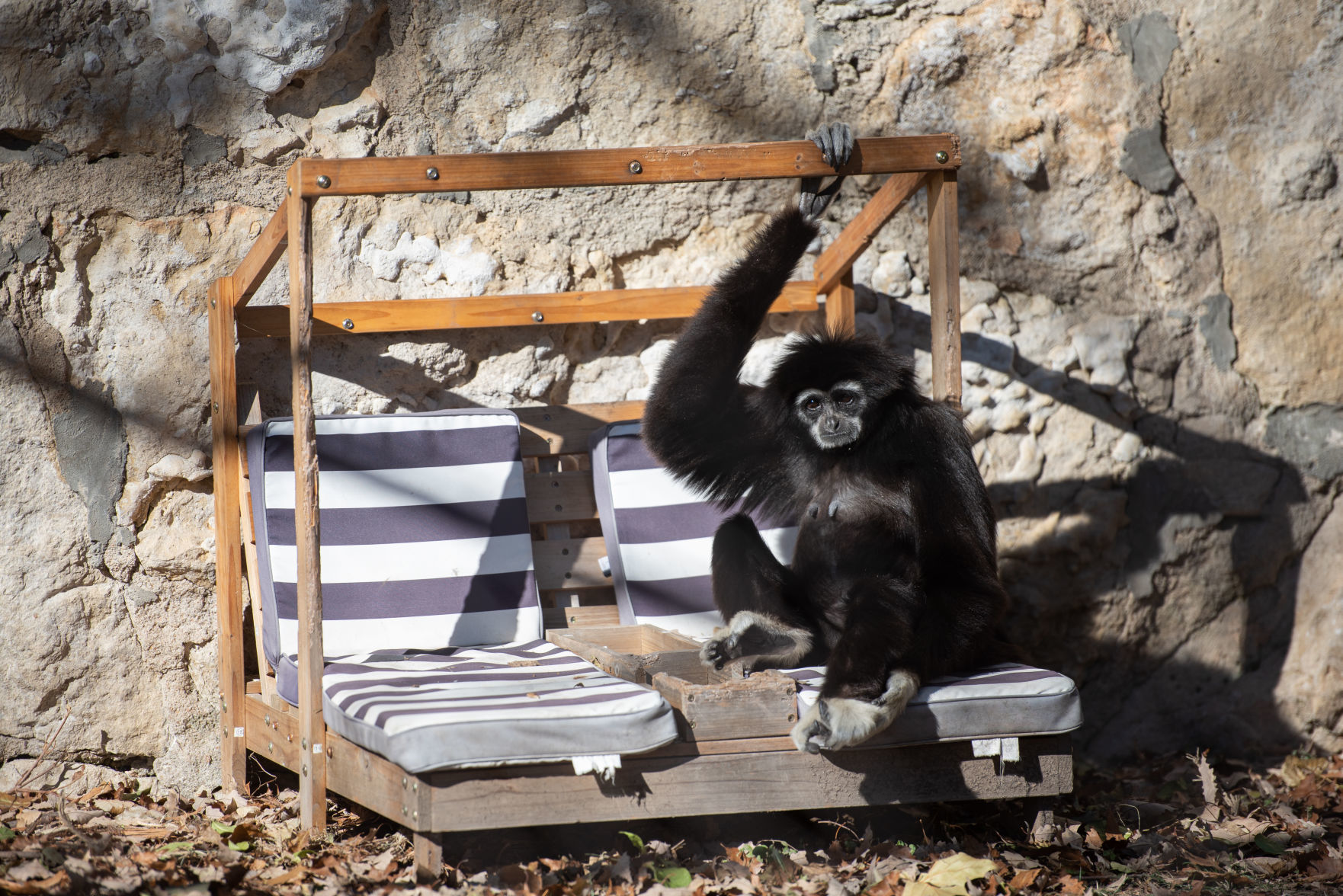 Leslie, a white-handed gibbon, sits in her cabana at Sunset Zoo